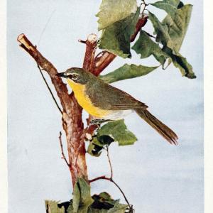 Birds and nature in natural colors. v.1.Chicago :A.W. Mumford, Publisher,1913-1914. | Birds "North America"  | Vintage Print Reproduction 462293 Factory Outlet For Sale