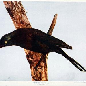 Birds and nature in natural colors. v.1.Chicago :A.W. Mumford, Publisher,1913-1914. | Birds "North America"  | Vintage Print Reproduction 462315 Original Cheap Online