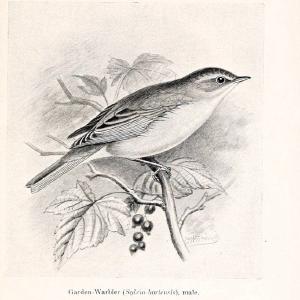 Birds beneficial to agriculture,.London,Printed by order of the Trustees of the British museum,1919.  | Birds  | Vintage Print Reproduction 462361 Cheap Sale Shop