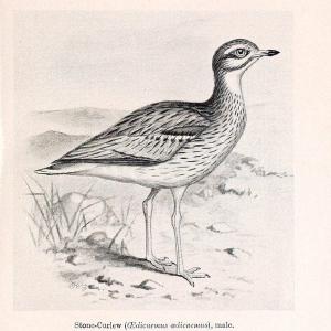 Birds beneficial to agriculture,.London,Printed by order of the Trustees of the British museum,1919.  | Birds  | Vintage Print Reproduction 462352 With Mastercard