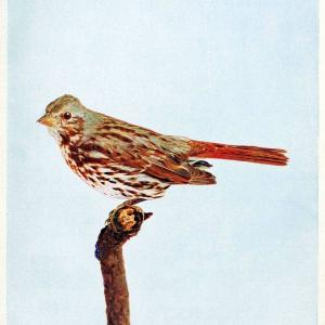 Birds and nature in natural colors. v.1.Chicago :A.W. Mumford, Publisher,1913-1914. | Birds "North America"  | Vintage Print Reproduction 462316 In China