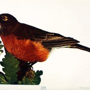 Birds and nature in natural colors. v.1.Chicago :A.W. Mumford, Publisher,1913-1914. | Birds "North America"  | Vintage Print Reproduction 462311 Free Shipping Largest Supplier