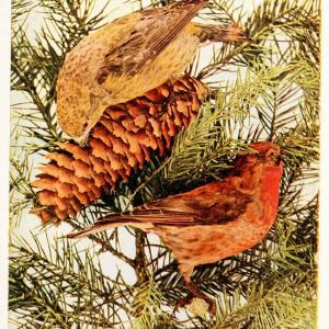Birds and nature in natural colors. v.1.Chicago :A.W. Mumford, Publisher,1913-1914. | Birds "North America"  | Vintage Print Reproduction 462312 High Quality Cheap Pice