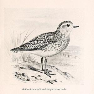 Birds beneficial to agriculture,.London,Printed by order of the Trustees of the British museum,1919.  | Birds  | Vintage Print Reproduction 462351 Authentic