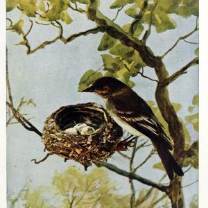 Birds and nature in natural colors. v.1.Chicago :A.W. Mumford, Publisher,1913-1914. | Birds "North America"  | Vintage Print Reproduction 462297 With Paypal Cheap Online