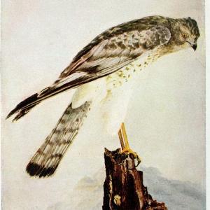 Birds and nature in natural colors. v.1.Chicago :A.W. Mumford, Publisher,1913-1914. | Birds "North America"  | Vintage Print Reproduction 462273 Sale Amazon