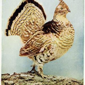 Birds and nature in natural colors. v.1.Chicago :A.W. Mumford, Publisher,1913-1914. | Birds "North America"  | Vintage Print Reproduction 462317 2025 Sale Online