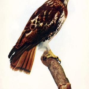 Birds and nature in natural colors. v.1.Chicago :A.W. Mumford, Publisher,1913-1914. | Birds "North America"  | Vintage Print Reproduction 462287 Cheap Sale Outlet Store