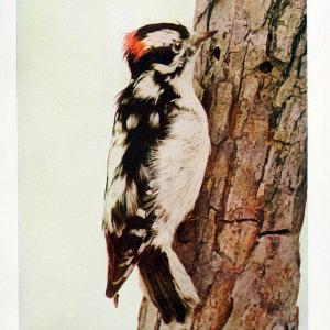 Birds and nature in natural colors. v.1.Chicago :A.W. Mumford, Publisher,1913-1914. | Birds "North America"  | Vintage Print Reproduction 462285 Collections Cheap Online