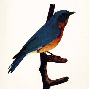 Birds and nature in natural colors. v.1.Chicago :A.W. Mumford, Publisher,1913-1914. | Birds "North America"  | Vintage Print Reproduction 462314 Sale Fast Delivery