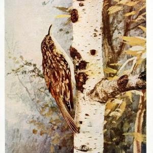 Birds and nature in natural colors. v.1.Chicago :A.W. Mumford, Publisher,1913-1914. | Birds "North America"  | Vintage Print Reproduction 462284 Outlet Store For Sale