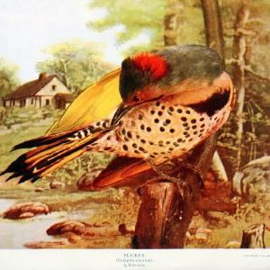 Birds and nature in natural colors. v.1.Chicago :A.W. Mumford, Publisher,1913-1914. | Birds "North America"  | Vintage Print Reproduction 462299 Clearance From China