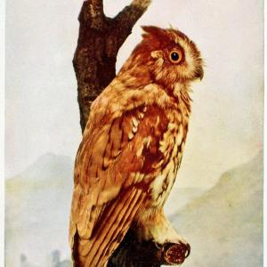 Birds and nature in natural colors. v.1.Chicago :A.W. Mumford, Publisher,1913-1914. | Birds "North America"  | Vintage Print Reproduction 462276 Free Shipping Low Cost