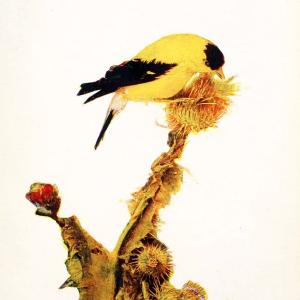 Birds and nature in natural colors. v.1.Chicago :A.W. Mumford, Publisher,1913-1914. | Birds "North America"  | Vintage Print Reproduction 462272 For Sale For Sale