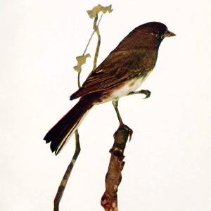 Birds and nature in natural colors. v.1.Chicago :A.W. Mumford, Publisher,1913-1914. | Birds "North America"  | Vintage Print Reproduction 462296 Official Cheap Online