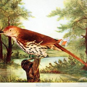 Birds and nature in natural colors. v.1.Chicago :A.W. Mumford, Publisher,1913-1914. | Birds "North America"  | Vintage Print Reproduction 462280 Outlet Store Online