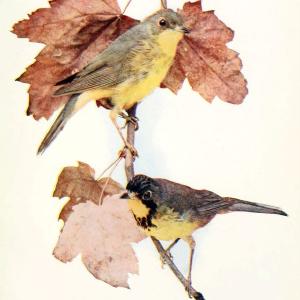 Birds and nature in natural colors. v.1.Chicago :A.W. Mumford, Publisher,1913-1914. | Birds "North America"  | Vintage Print Reproduction 462290 Cheap Online Store