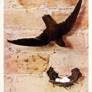 Birds and nature in natural colors. v.1.Chicago :A.W. Mumford, Publisher,1913-1914. | Birds "North America"  | Vintage Print Reproduction 462275 Affordable Online