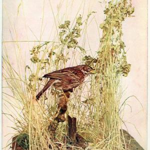 Birds and nature in natural colors. v.1.Chicago :A.W. Mumford, Publisher,1913-1914. | Birds "North America"  | Vintage Print Reproduction 462286 Clearance Get To Buy