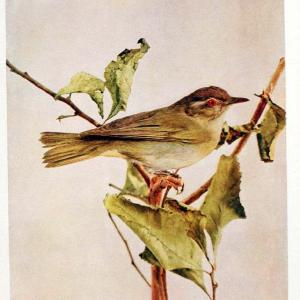 Birds and nature in natural colors. v.1.Chicago :A.W. Mumford, Publisher,1913-1914. | Birds "North America"  | Vintage Print Reproduction 462278 Cheap Sale Looking For