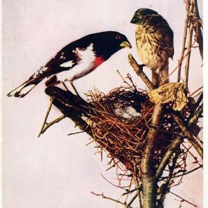 Birds and nature in natural colors. v.1.Chicago :A.W. Mumford, Publisher,1913-1914. | Birds "North America"  | Vintage Print Reproduction 462291 Outlet Get To Buy