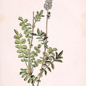 Atlas de poche des plantes des champs, des prairies et des boisParis:P. Klincksieck,[1894] |  | Vintage Print Reproduction 458869 Really Cheap Shoes Online