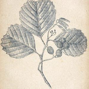 Atlas de poche des plantes des champs, des prairies et des boisParis:P. Klincksieck,[1894] |  | Vintage Print Reproduction 458907 Cheap Browse