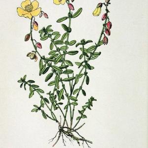 Atlas de poche des plantes des champs, des prairies et des boisParis:P. Klincksieck,[1894] |  | Vintage Print Reproduction 458946 Excellent Online