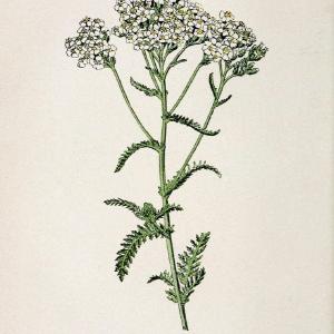 Atlas de poche des plantes des champs, des prairies et des boisParis:P. Klincksieck,[1894] |  | Vintage Print Reproduction 458940 Clearance Online Online