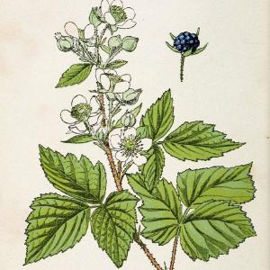 Atlas de poche des plantes des champs, des prairies et des boisParis:P. Klincksieck,[1894] |  | Vintage Print Reproduction 458934 Cheap Genuine