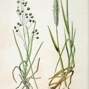 Atlas de poche des plantes des champs, des prairies et des boisParis:P. Klincksieck,[1894] |  | Vintage Print Reproduction 458944 Cheap Sale Marketable