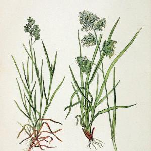 Atlas de poche des plantes des champs, des prairies et des boisParis:P. Klincksieck,[1894] |  | Vintage Print Reproduction 458928 Free Shipping Very Cheap