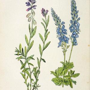 Atlas de poche des plantes des champs, des prairies et des boisParis:P. Klincksieck,[1894] |  | Vintage Print Reproduction 458932 Buy Cheap With Paypal