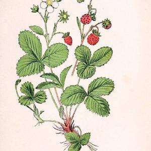 Atlas de poche des plantes des champs, des prairies et des boisParis:P. Klincksieck,[1894] |  | Vintage Print Reproduction 458931 Outlet Visit