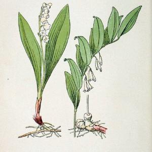 Atlas de poche des plantes des champs, des prairies et des boisParis:P. Klincksieck,[1894] |  | Vintage Print Reproduction 458920 Cheap Original