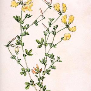 Atlas de poche des plantes des champs, des prairies et des boisParis:P. Klincksieck,[1894] |  | Vintage Print Reproduction 458947 Discount Supply