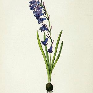 Atlas de poche des plantes des champs, des prairies et des boisParis:P. Klincksieck,[1894] |  | Vintage Print Reproduction 458918 Clearance Perfect