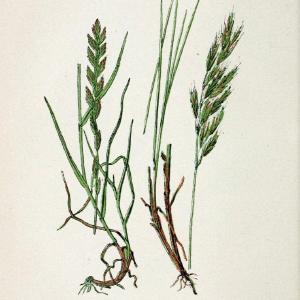 Atlas de poche des plantes des champs, des prairies et des boisParis:P. Klincksieck,[1894] |  | Vintage Print Reproduction 458942 Collections Cheap Online