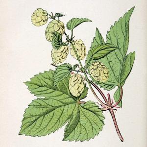 Atlas de poche des plantes des champs, des prairies et des boisParis:P. Klincksieck,[1894] |  | Vintage Print Reproduction 458868 Cheap For Nice