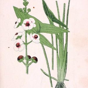 Atlas de poche des plantes des champs, des prairies et des boisParis:P. Klincksieck,[1894] |  | Vintage Print Reproduction 458872 Outlet New