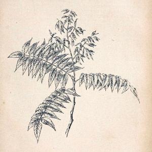 Atlas de poche des plantes des champs, des prairies et des boisParis:P. Klincksieck,[1894] |  | Vintage Print Reproduction 458890 Looking For Sale Online