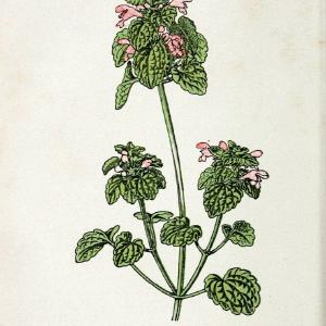 Atlas de poche des plantes des champs, des prairies et des boisParis:P. Klincksieck,[1894] |  | Vintage Print Reproduction 458936 Free Shipping Very Cheap