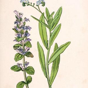 Atlas de poche des plantes des champs, des prairies et des boisParis:P. Klincksieck,[1894] |  | Vintage Print Reproduction 458925 Looking For Sale Online