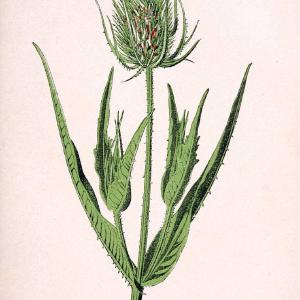 Atlas de poche des plantes des champs, des prairies et des boisParis:P. Klincksieck,[1894] |  | Vintage Print Reproduction 458864 Online Cheap Pice