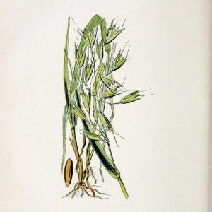 Atlas de poche des plantes des champs, des prairies et des boisParis:P. Klincksieck,[1894] |  | Vintage Print Reproduction 458875 Outlet 2025 Unisex