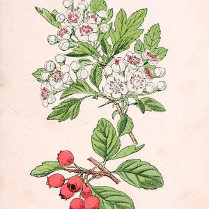 Atlas de poche des plantes des champs, des prairies et des boisParis:P. Klincksieck,[1894] |  | Vintage Print Reproduction 458921 Free Shipping Geniue Stockist