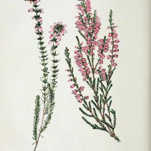 Atlas de poche des plantes des champs, des prairies et des boisParis:P. Klincksieck,[1894] |  | Vintage Print Reproduction 458879 Big Sale Sale Online