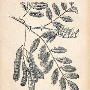 Atlas de poche des plantes des champs, des prairies et des boisParis:P. Klincksieck,[1894] |  | Vintage Print Reproduction 458892 For Sale Cheap Online