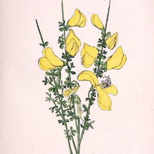 Atlas de poche des plantes des champs, des prairies et des boisParis:P. Klincksieck,[1894] |  | Vintage Print Reproduction 458888 Cheap Real Eastbay