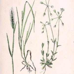 Atlas de poche des plantes des champs, des prairies et des boisParis:P. Klincksieck,[1894] |  | Vintage Print Reproduction 458923 Popular